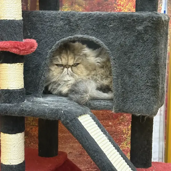 Cat boarding area at K9 Rox Club Las Vegas